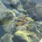 54623722968_3fe7108ebe_o