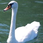 54627138072_9ee2af3f4f_o